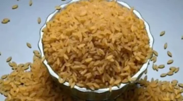 علماء هنود يبتكرون نوعاً من الأرز المعدل وراثياً لمواجهة السكري وسوء التغذية